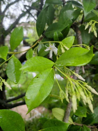 Trachelospermum jasminoides observed 2026-10-13