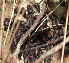 Eurymelops rubrovittata