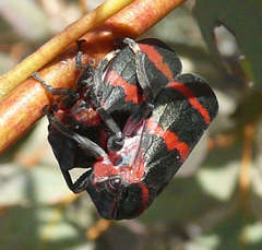 Eurymelops rubrovittata