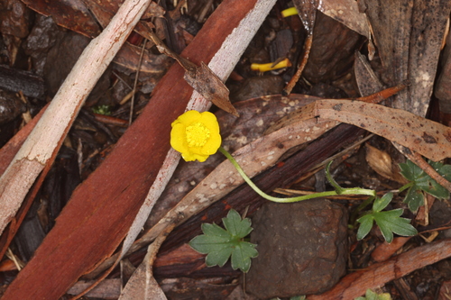 Ranunculus lappaceus observed 2026-10-10
