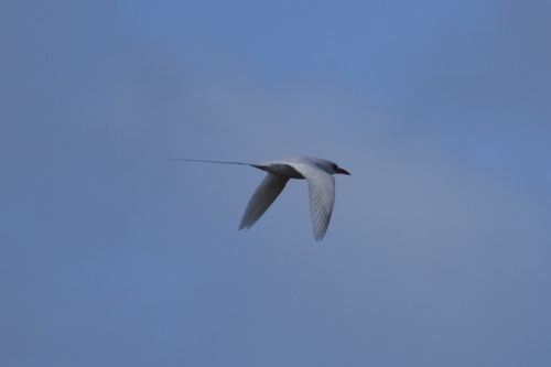 Phaethon rubricauda observed 2026-10-10