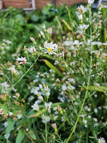 frost aster