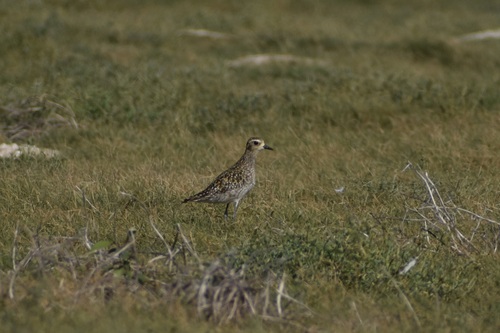 Pluvialis fulva observed 2026-10-10