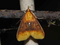 Lipararchis tranquillalis