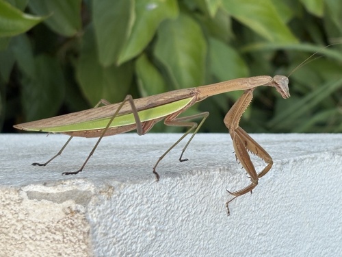Chinese Mantis