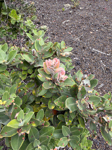 Metrosideros polymorpha observed 2026-10-01