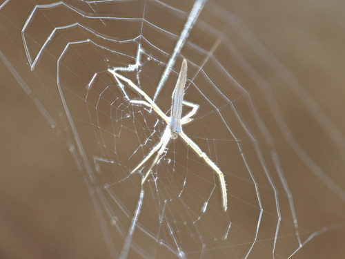 Tailed Forest Spider