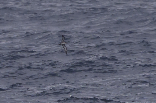 iNaturalist image