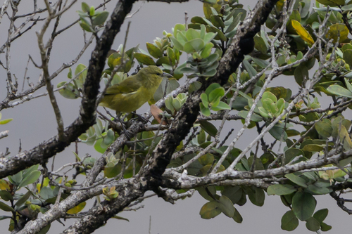 Chlorodrepanis virens observed 2026-10-01