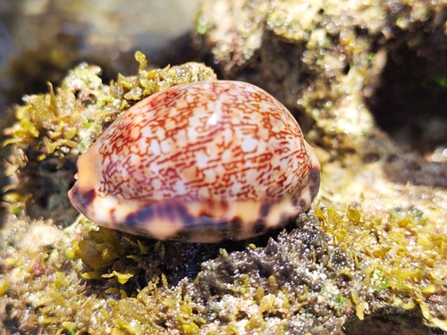 Cypraea arabica observed 2026-10-09