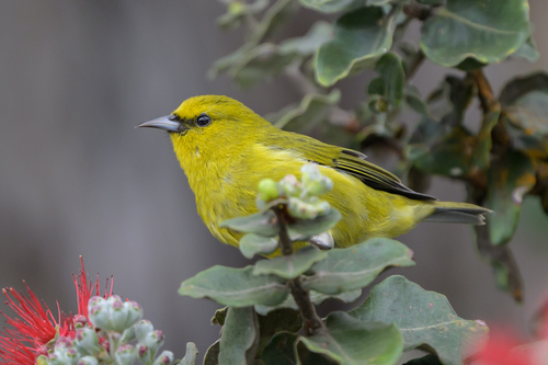 Chlorodrepanis virens observed 2026-10-01