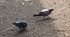 Columba livia