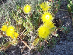 Apatesieae