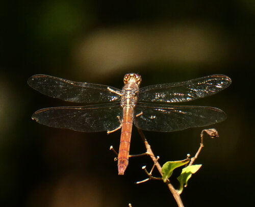 Roseate Skimmer