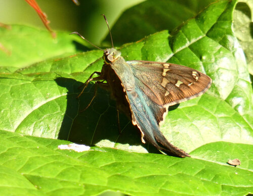 Long-tailed Skipper