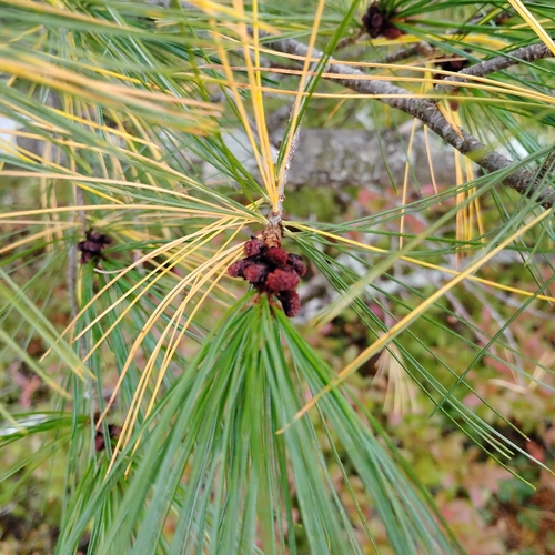 Unknown Species