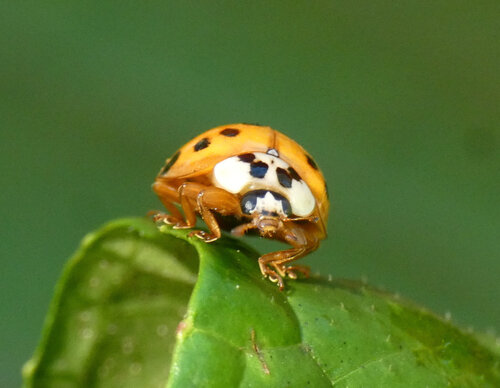 Asian Lady Beetle