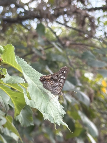 Hackberry Emperor