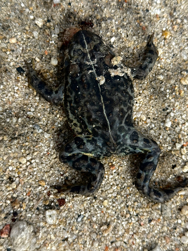 Western Toad