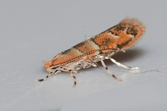 Cameraria aesculisella