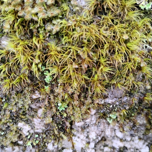 Unknown Species