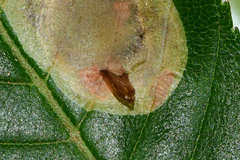 Cameraria aesculisella