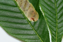 Cameraria aesculisella