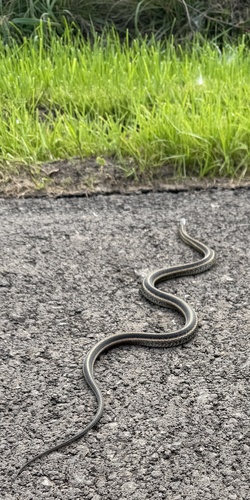 Common Garter Snake