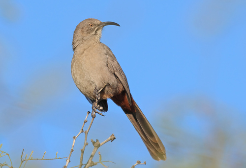 Crissal Thrasher