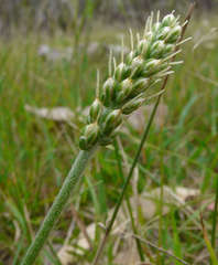 Plantago gaudichaudii