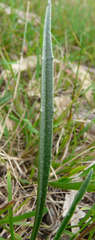 Plantago gaudichaudii