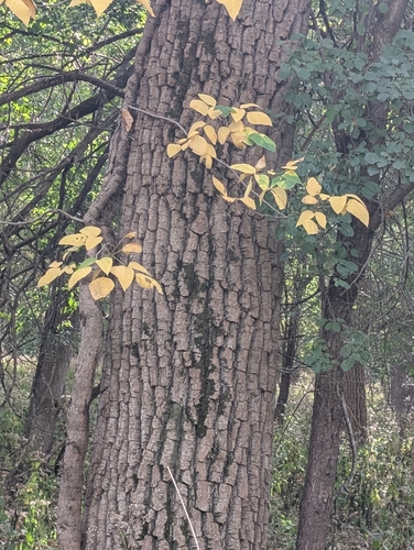 eastern poison ivy