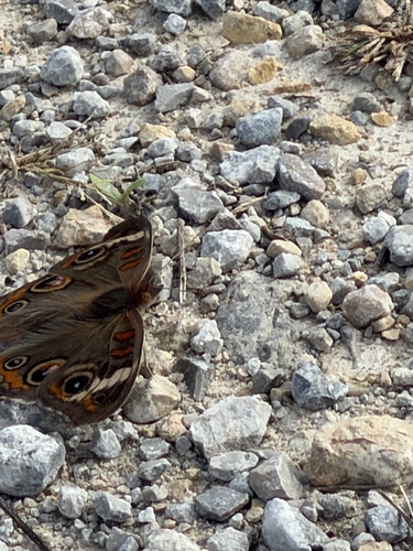 Common Buckeye