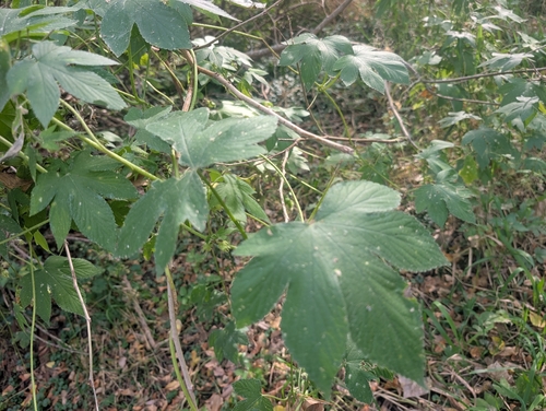 Japanese Hops