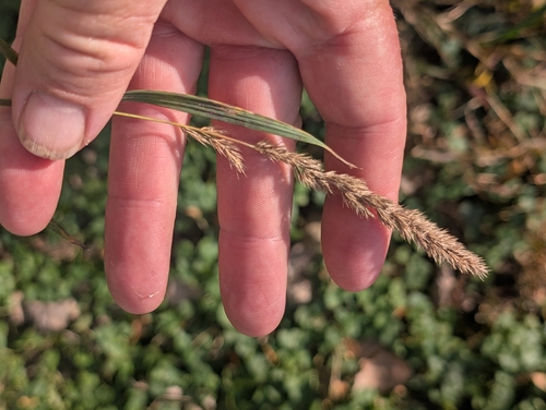 Green Muhly