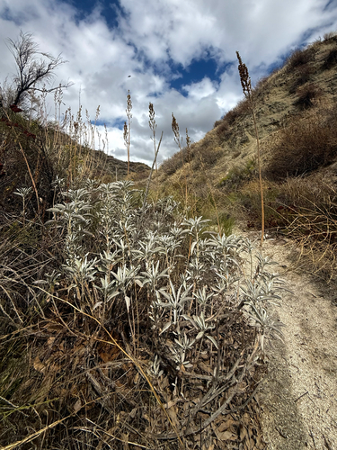 white sage