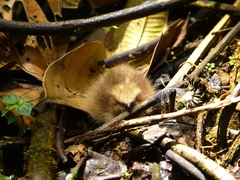 Nyctidromus albicollis