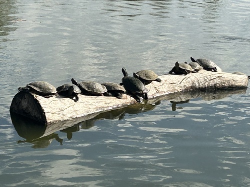 Pond Slider