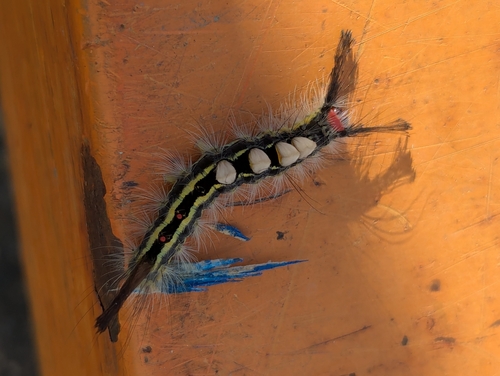 White-marked Tussock Moth