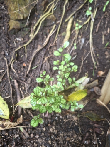 Lophomyrtus obcordata, 2026-10-13