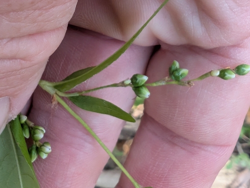Dotted Smartweed