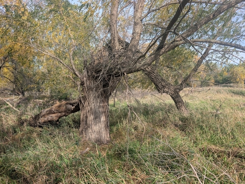 peachleaf willow