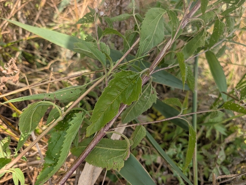 late boneset