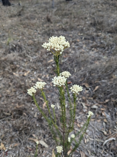 Sago Flower