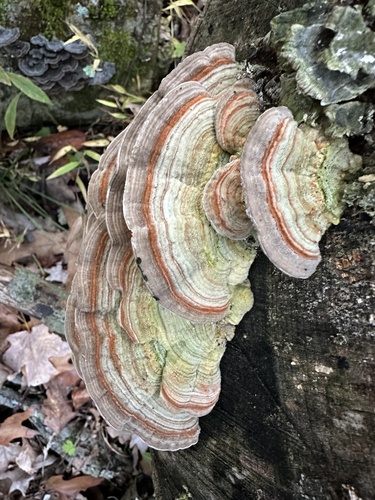 Gilled Polypore