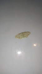 Idaea camparia