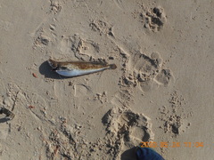 Urophycis brasiliensis