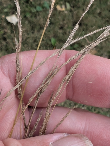 Muhlenbergia frondosa observed 2026-10-11