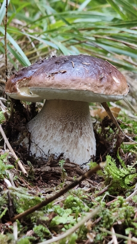 King Bolete