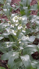 Armoracia sisymbrioides